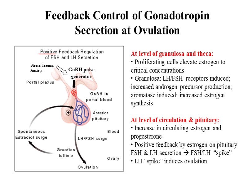 Feedback Control of Gonadotropin Secretion at Ovulation GnRH pulse generator Stress, Trauma, Anxiety At